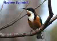 Spinebill